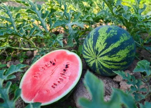 吃瓜群众里面的瓜,一场全民参与的娱乐盛宴  第3张