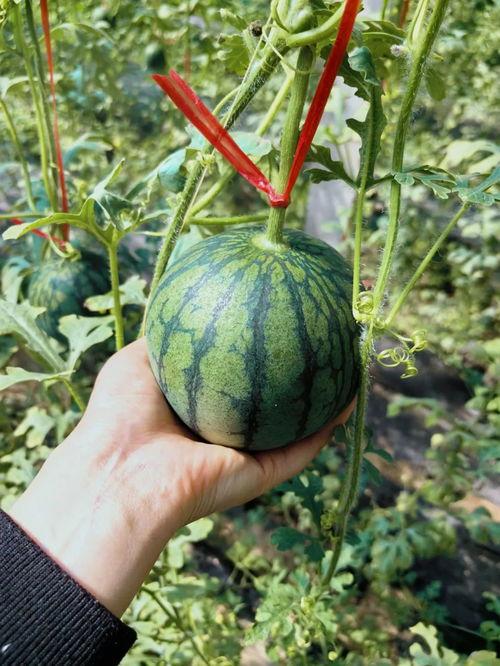 裕树吃瓜,揭秘瓜界新宠儿的甜蜜生活  第2张