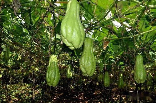 裕树吃瓜,揭秘瓜界新宠儿的甜蜜生活  第3张