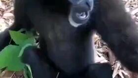 人类吃瓜返祖现场  第2张