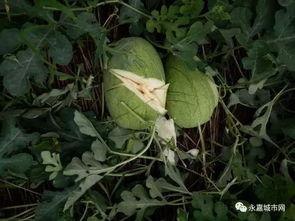 带你吃瓜良心商家,良心商家背后的真实故事  第3张