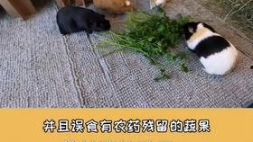 豚鼠吃瓜的视频,萌态十足引网友热议