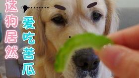 豚鼠吃瓜的视频,萌态十足引网友热议  第3张