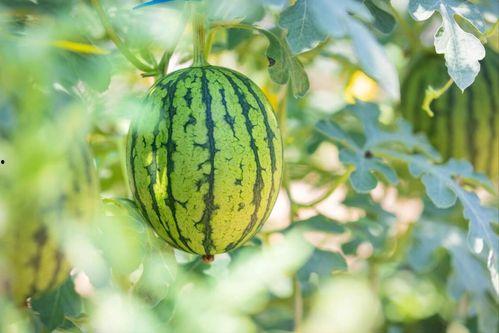 亚洲吃瓜在线,揭秘娱乐圈幕后故事  第2张