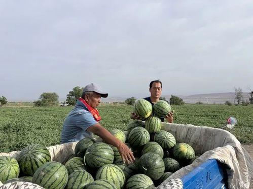 吃瓜禹州,探寻美食与文化的交融之地