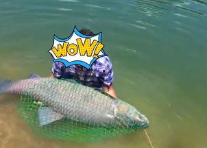 鱼吃瓜吗,揭秘水族与蔬果的奇妙关系