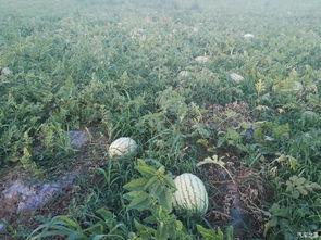 海康论坛吃瓜,揭秘行业热点背后的真相与笑料