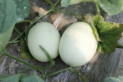 雪白玉瓜怎么吃,解锁美味新体验