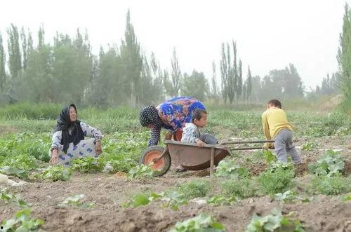新疆和田吃瓜群众,瓜香四溢的人间乐土