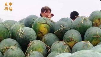 花果园吃瓜现场视频,全民狂欢，瓜果飘香
