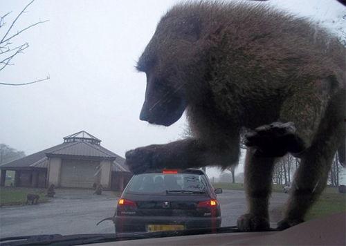 吃瓜狒狒姐,揭秘娱乐圈背后的那些事儿