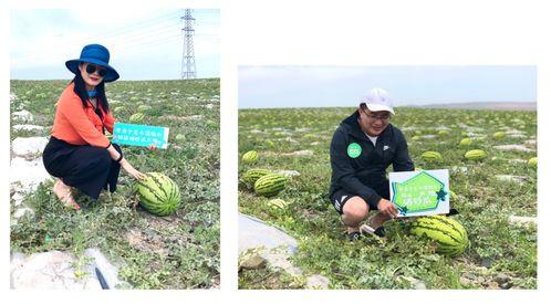 吃瓜不能忘种瓜人