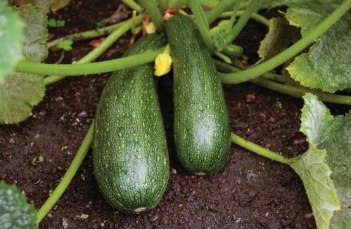 秋天吃哪些瓜,秋季必尝的瓜类美食推荐