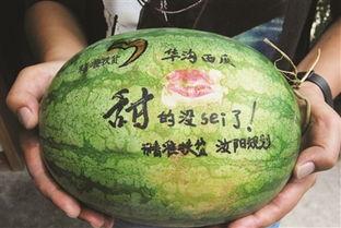 绿色吃瓜恐龙是什么,探寻史前生物的奇异食性