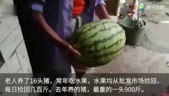 吃瓜视频是什么,网络热点的幕后推手