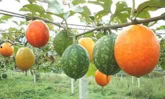 吊瓜树的瓜可以吃吗,天然美食的惊喜发现