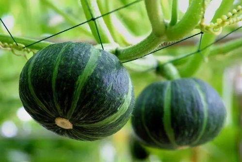 丰隆现场吃瓜,瓜果飘香，共享欢乐时光