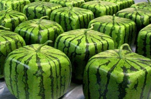 到医院吃瓜,揭秘医患间的温馨故事