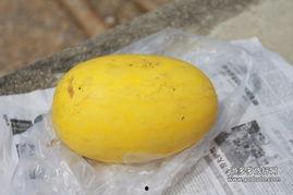 吃黄皮瓜吗,黄皮瓜的美食之旅