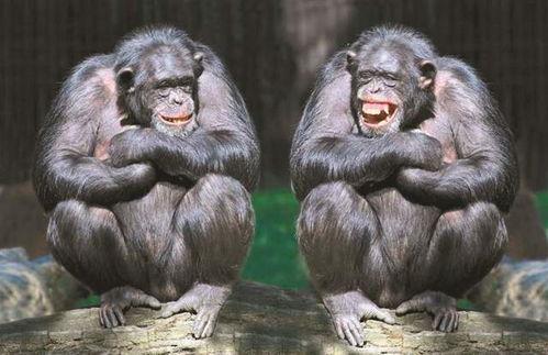 吃蜜瓜变猩猩,一食成猩，揭秘神秘异变之谜