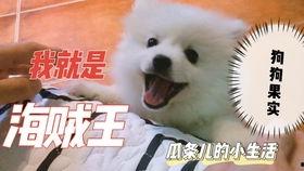 什么瓜博美不可以吃吗,为何瓜博美狗狗不宜食用