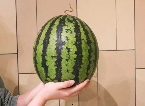 花1块吃瓜,体验别样美食之旅