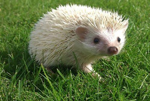 刺猬吃瓜像什么声母,揭秘瓜果间的奇妙声母之谜