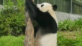 大熊猫吃瓜嘎嘣脆,瓜果飘香，嘎嘣脆口