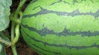 山西医院吃瓜,揭秘背后真相与争议