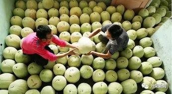 热吃三白瓜,热吃三白瓜，清爽一夏