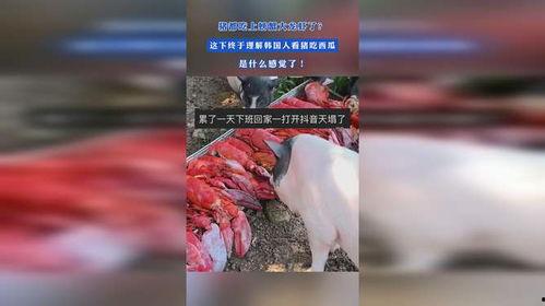 澳州吃龙虾看网上吃瓜,网络吃瓜群众围观