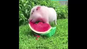 吃瓜猪猪摆件,趣味盎然——揭秘吃瓜猪猪摆件的独特魅力