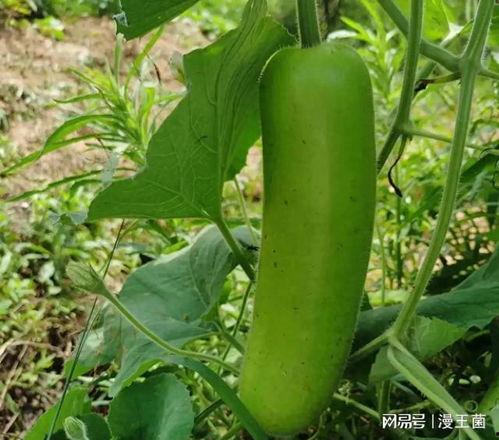 生瓜晚上可以吃吗,适宜还是禁忌？