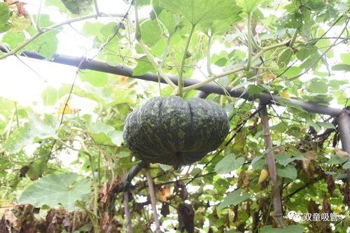 台州澄园吃瓜,夏日吃瓜好去处，尽享清凉时光