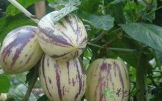 吃茄瓜对眼睛,呵护双眼健康