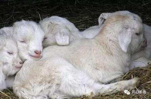 小羊吃瓜事件图片,一场萌趣横生的田园奇遇