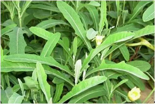 吃中药可以吃蒿瓜吗,安全与注意事项