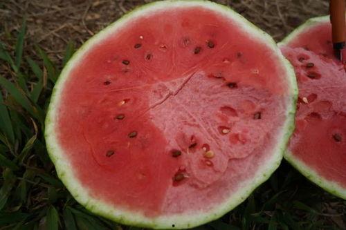 东莞广科吃瓜,一场吃瓜盛宴背后的故事