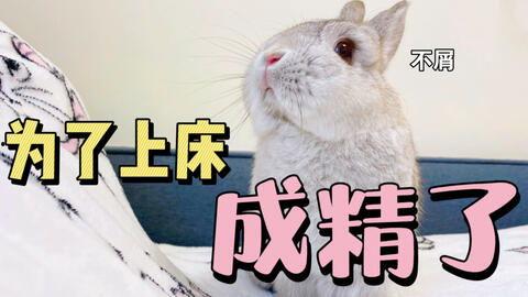 兔兔子吃瓜版,趣味横生的动物美食故事