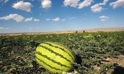 可以吃爆炸瓜吗