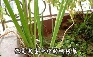 依林吃瓜,揭秘娱乐圈幕后真相