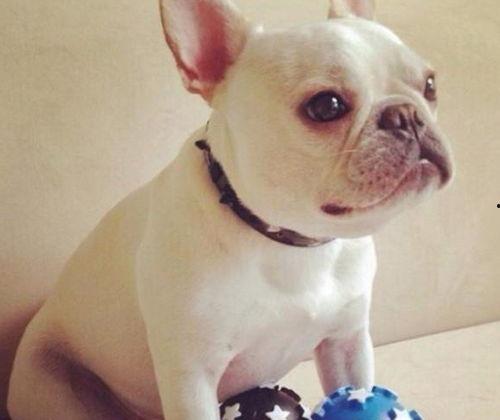 带你吃瓜美西螈,带你吃瓜美西螈之旅