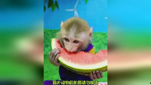 女人吃瓜变成猿猴,探寻神秘异变之谜 第3张 女人吃瓜变成猿猴,探寻神秘异变之谜 第3张