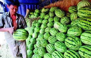 临沂城区吃瓜,清凉一夏，品味生活  第3张