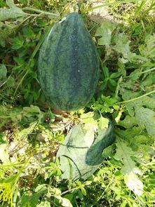 吃瓜活动目的,共享夏日清凉时光  第2张