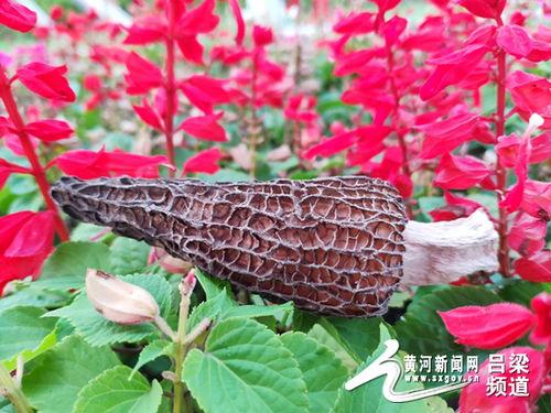 吕梁直播吃瓜,揭秘网红美食背后的故事 第2张 吕梁直播吃瓜,揭秘网红美食背后的故事 第2张