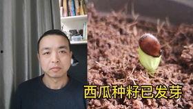 情侣吵架吃瓜视频,甜蜜与火药味的碰撞 第3张 情侣吵架吃瓜视频,甜蜜与火药味的碰撞 第3张