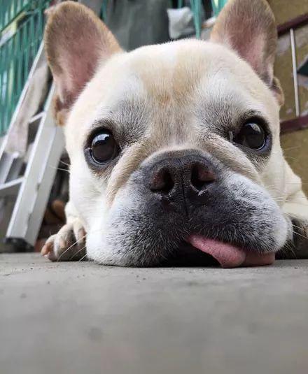 狗头君 吃瓜,揭秘娱乐圈那些不为人知的幕后故事 第2张 狗头君 吃瓜,揭秘娱乐圈那些不为人知的幕后故事 第2张