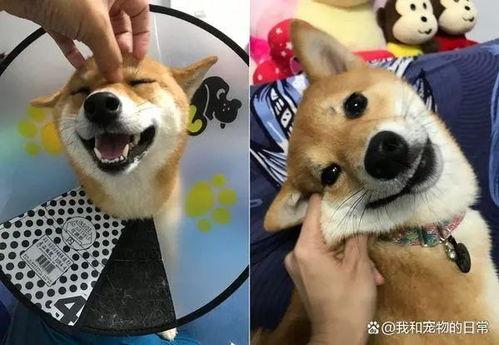 狗头君 吃瓜,揭秘娱乐圈那些不为人知的幕后故事 第3张 狗头君 吃瓜,揭秘娱乐圈那些不为人知的幕后故事 第3张