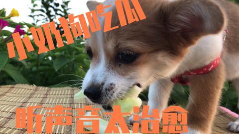 狗狗可以吃哪些瓜,适合狗狗食用的瓜类盘点